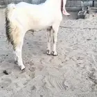 معزاء مطورات بيض برص بفحلها