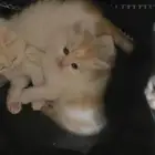 ابغا قطوه للتبني اليفه ومتعلمه واذا ب اغراضها بدفع حقها
