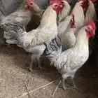 للبيع اديك فيومي جولد