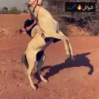 حصان عربي للبيع ع الاب مجهول الأم مجهول الطول 7 تواصل واتسا