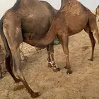 حاشي بري لباني على حليب أمه