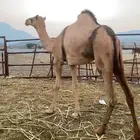 بكره جنبه للبيع