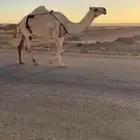 لقحات طيبات منوه القناي لا تخلونها ي القنايه وسعر مناسب