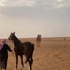 حصان طيب معسوف ركوب ومقود عمره سنتين