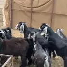 تيوس و جفار عوارض طيبه ونظيف