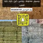 برسيم