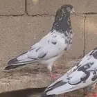 للبيع جوز رام