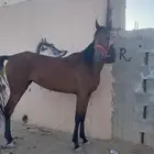 فرس للبيع واللقاء سبعة شهور ومهر سبعة شهور