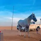 حصان عربي من مربط الجبرين معه ورقه ولد العبيه
