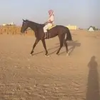 حصان انقليزي