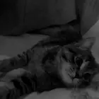 قط للتبني العاجل