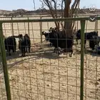 تسعه روس معزاء