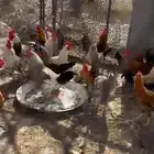 ديوك