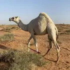مشاءالله تبارك الله . قعود مفرود