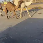 للبيع عشرا وضحا