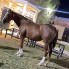 رمكه انقليزيه