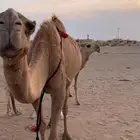 قعود فحل رماني