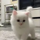 ابغا قطوه للتبني اليفه ومتعلمه واذا ب اغراضها بدفع حقها