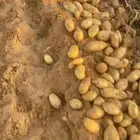 بطاطس