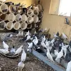 حمام بلدي ومشكل