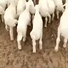 بهم تربيه تم البيع اضغط متابعه يصلك كل جديد