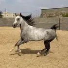 فرس شعبيه شيخه