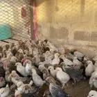 دجاج فيومي العدد 500