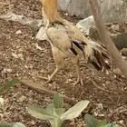 ديك فارسي العدد 2