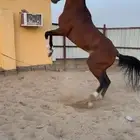 حصان شعبي