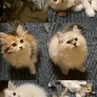 ابي قطوه صغيره للتبني