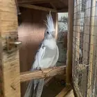 انثى كروان منتجه شرط