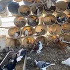 حمام شيرازي منتج للبيع
