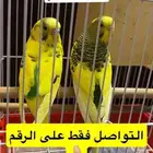 طيور البادجي ذكر وأنثى ذكر أليف تقريبا