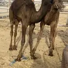 البيع قعدان طيبه