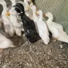 بط بكيني