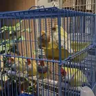 اتبنى جميع انواع الطيور السليمه او المريضه