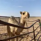للبيع القعدان الكفو العفر على ولد مشاكل والحمر جده فنجال