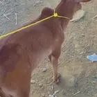 حسيله للبيع محايل عسير