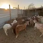 غنم