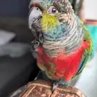 كنيور كريمسون