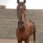 حصان كفو شعبي