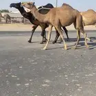 بكار حمر
