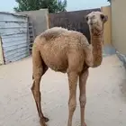 حاشي تربيه