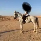 حصان واهو للبيع