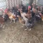 دجاج بلدي بياض