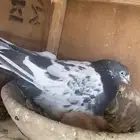 للبيع جوز تيدي