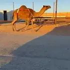 لقحه حمرا ملاقي طيبه طيبه