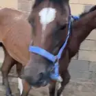 فرس لقاح معها مهر