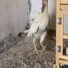 دجاجه شامو يبانيه