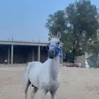 حصان للبيع